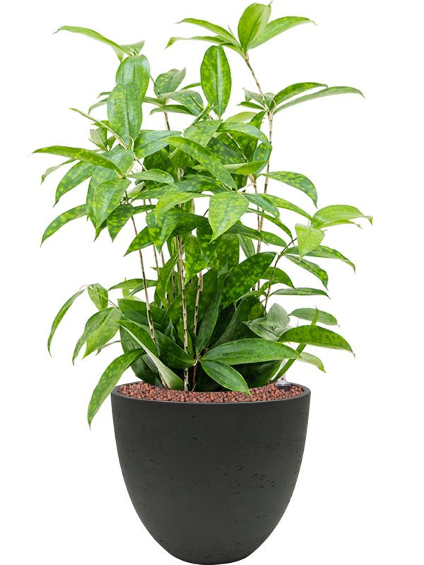 Ansamblu D25xH63cm cu planta naturala Dracaena surculosa in ghiveci Rough all inclusive set cu granule decorative