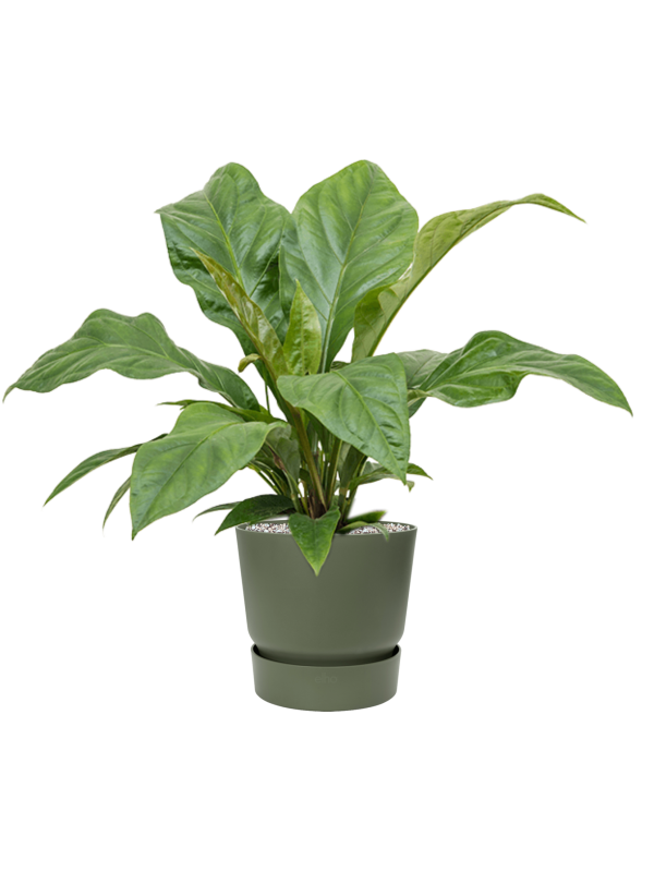 Ansamblu D25xH66cm cu planta naturala Anthurium ellipticum 'Jungle Bush' in ghiveci Greenville all inclusive set cu granule decorative
