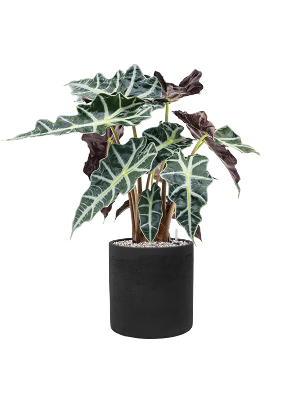 Ansamblu D25xH68cm cu planta naturala Alocasia 'Polly' in ghiveci Rough all inclusive set cu granule decorative