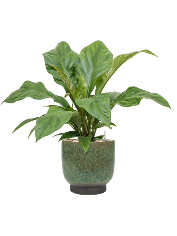 Ansamblu D25xH68cm cu planta naturala Anthurium ellipticum 'Jungle Bush' in ghiveci Linn all inclusive set cu granule decorative