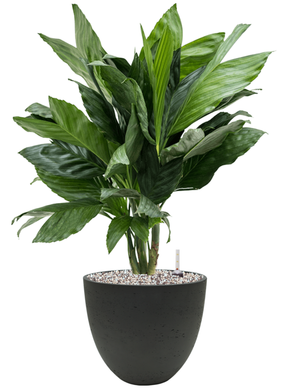 Ansamblu D25xH69cm cu planta naturala Chamaedorea metallica in ghiveci Rough all inclusive set cu granule decorative