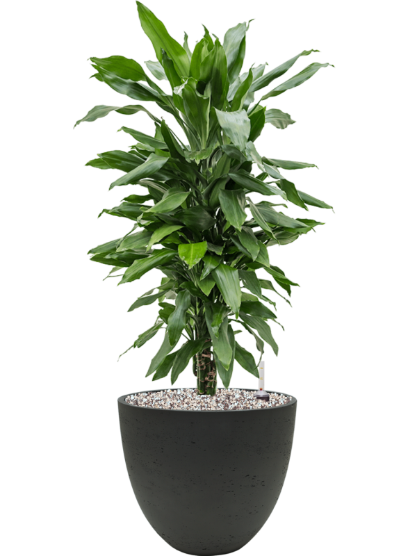 Ansamblu D25xH69cm cu planta naturala Dracaena fragrans 'Janet Lind' in ghiveci Rough all inclusive set cu granule decorative