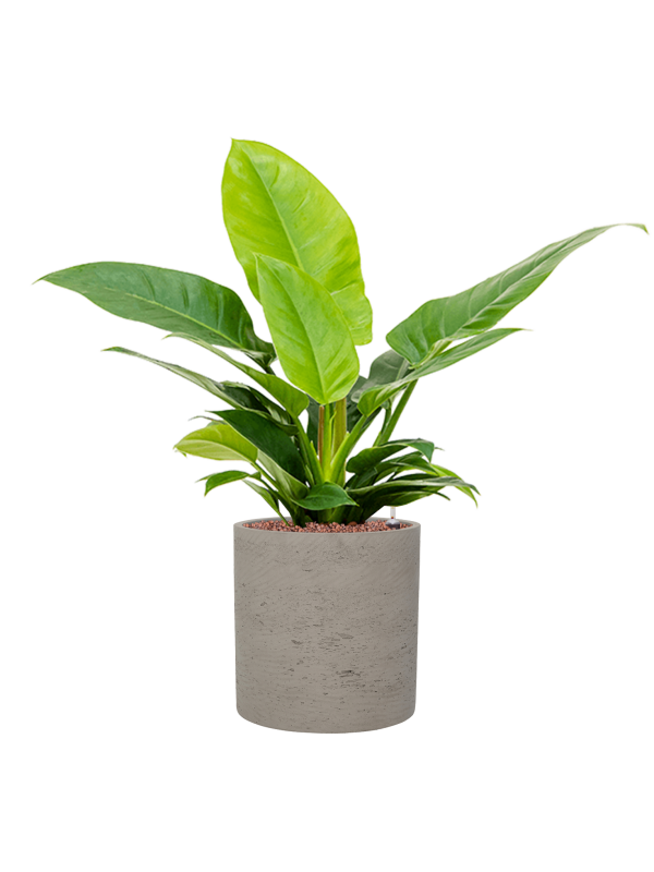 Ansamblu D25xH69cm cu planta naturala Philodendron 'Imperial Green' in ghiveci Rough all inclusive set cu granule decorative