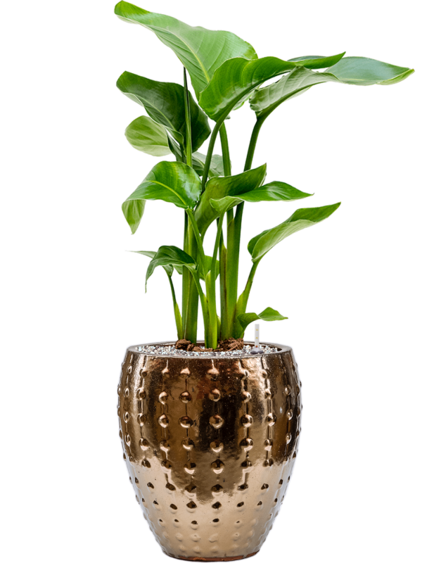 Ansamblu D25xH70cm cu planta naturala Strelitzia nicolai in ghiveci Laos Mini all inclusive set cu granule decorative