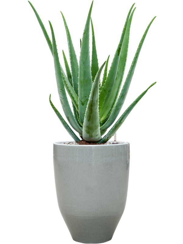 Ansamblu D25xH71cm cu planta naturala Aloe vera barbadensis in ghiveci One and Only all inclusive set cu granule decorative