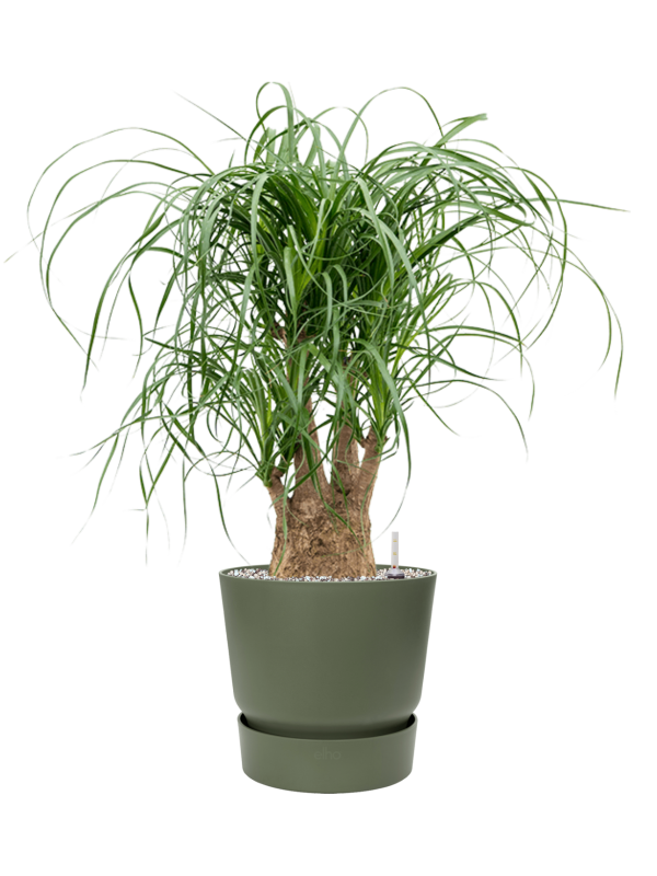 Ansamblu D25xH72cm cu planta naturala Beaucarnea recurvata in ghiveci Greenville all inclusive set cu granule decorative