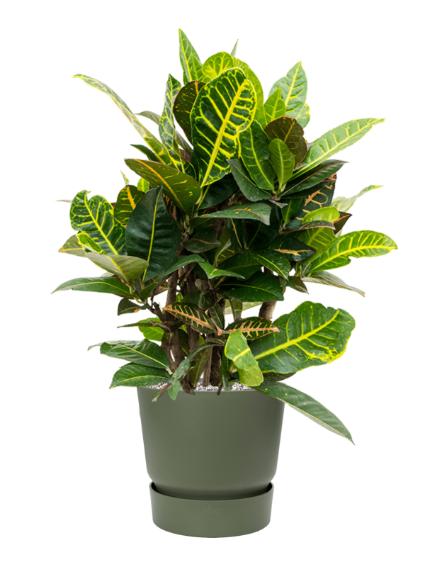 Ansamblu D25xH73cm cu planta naturala Croton (Codiaeum) variegatum 'Petra' in ghiveci Greenville all inclusive set cu granule decorative