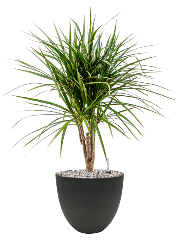 Ansamblu D25xH74cm cu planta naturala Dracaena marginata in ghiveci Rough all inclusive set cu granule decorative