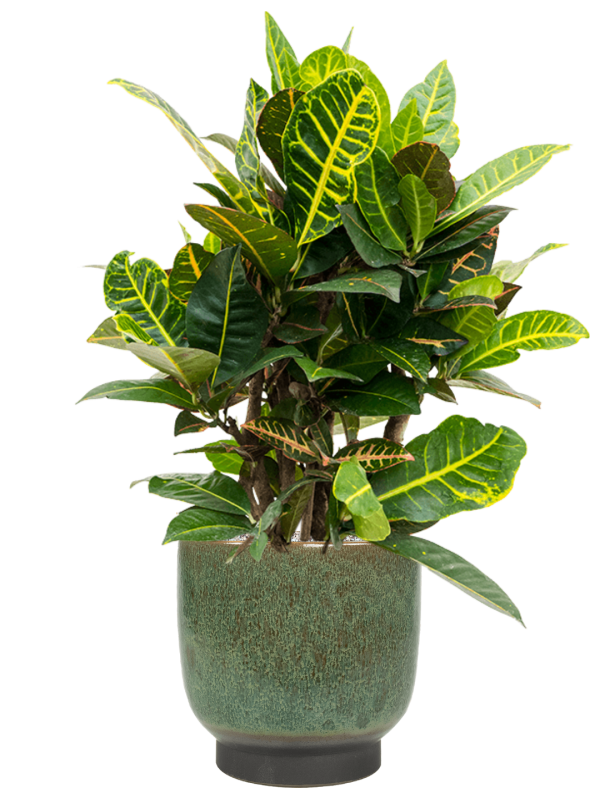 Ansamblu D25xH75cm cu planta naturala Croton (Codiaeum) variegatum 'Petra' in ghiveci Linn all inclusive set cu granule decorative