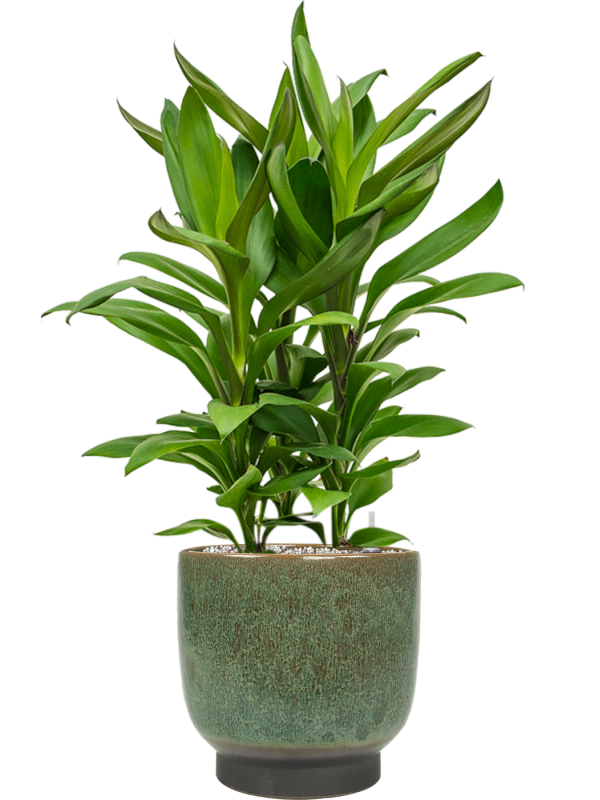 Ansamblu D25xH78cm cu planta naturala Cordyline fruticosa' Glauca' in ghiveci Linn all inclusive set cu granule decorative