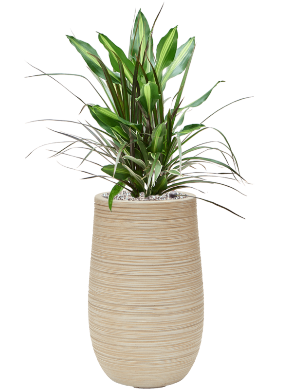 Ansamblu D25xH78cm cu planta naturala Dracaena combo in ghiveci Baq Dune all inclusive set cu granule decorative