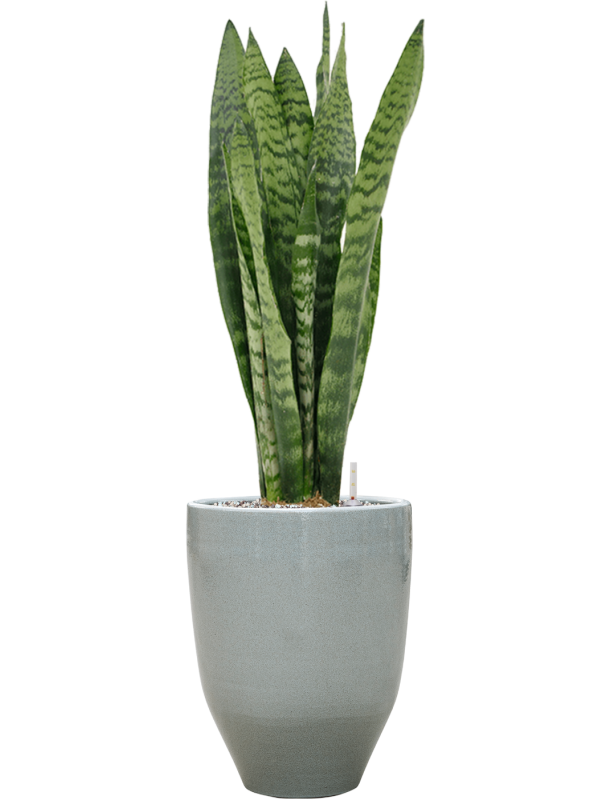 Ansamblu D25xH79cm cu planta naturala Sansevieria zeylanica in ghiveci One and Only all inclusive set cu granule decorative