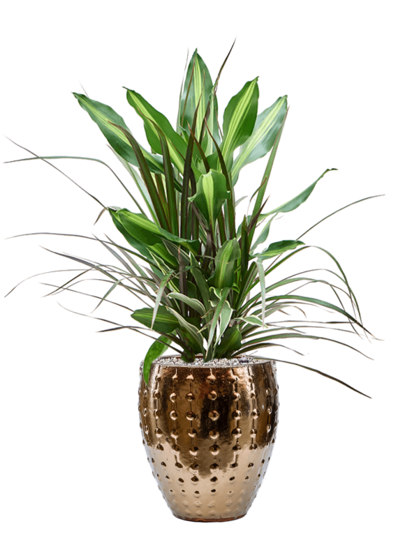 Ansamblu D25xH80cm cu planta naturala Dracaena combo in ghiveci Laos Mini all inclusive set cu granule decorative