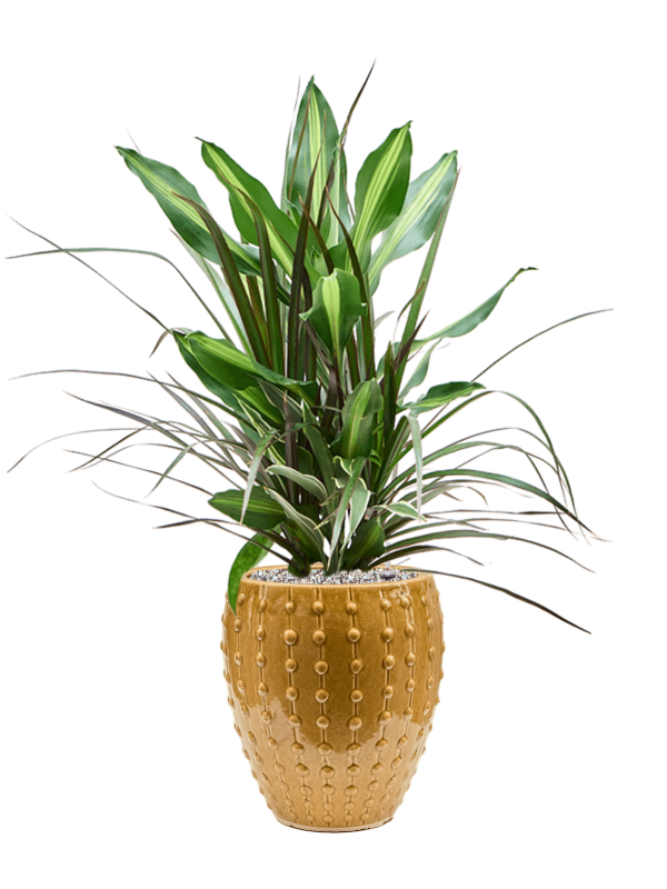 Ansamblu D25xH80cm cu planta naturala Dracaena combo in ghiveci Laos Mini all inclusive set cu granule decorative