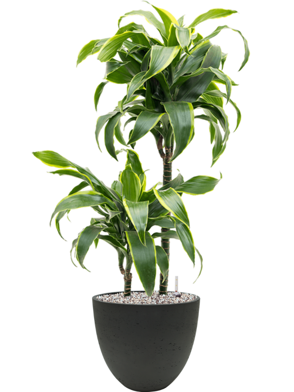 Ansamblu D25xH81cm cu planta naturala Dracaena fragrans 'Dorado' in ghiveci Rough all inclusive set cu granule decorative