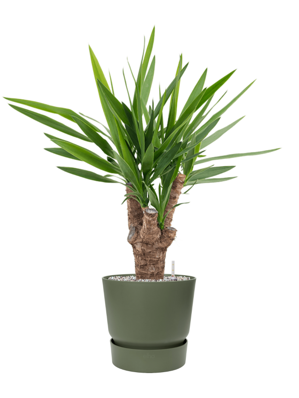 Ansamblu D25xH81cm cu planta naturala Yucca elephantipes in ghiveci Greenville all inclusive set cu granule decorative