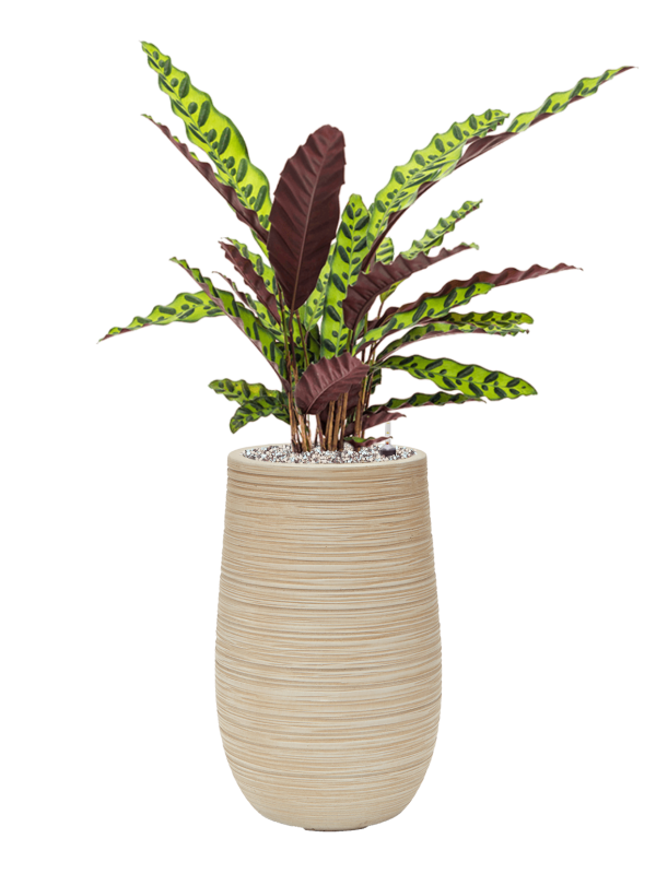 Ansamblu D25xH82cm cu planta naturala Calathea insignis in ghiveci Baq Dune all inclusive set cu granule decorative