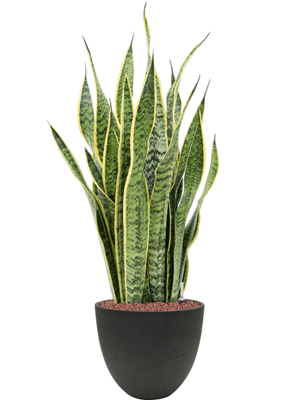 Ansamblu D25xH82cm cu planta naturala Sansevieria trifasciata 'Laurentii' in ghiveci Rough all inclusive set cu granule decorative