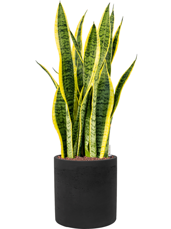 Ansamblu D25xH83cm cu planta naturala Sansevieria trifasciata 'Laurentii' in ghiveci Rough all inclusive set cu granule decorative