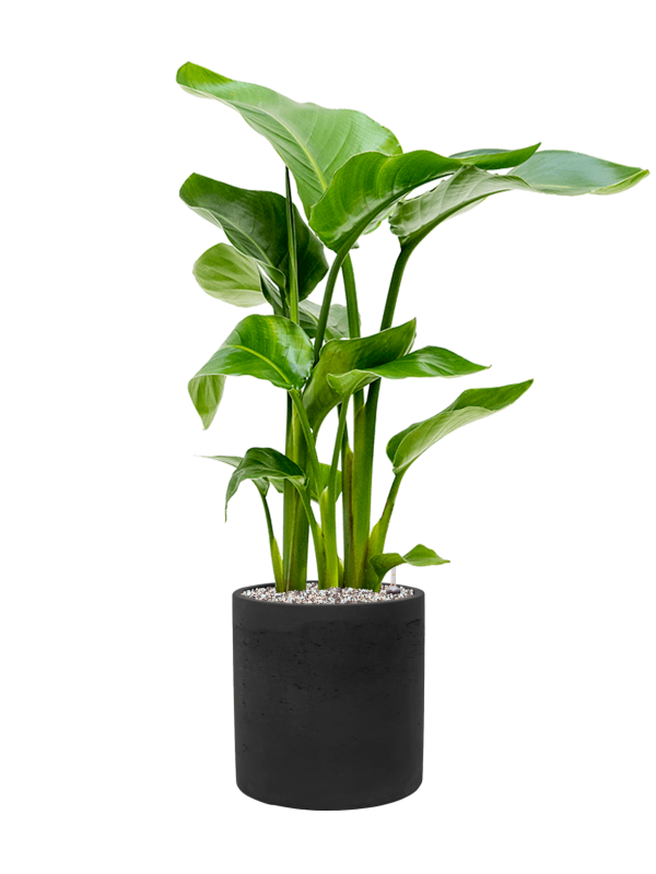 Ansamblu D25xH83cm cu planta naturala Strelitzia nicolai in ghiveci Rough all inclusive set cu granule decorative