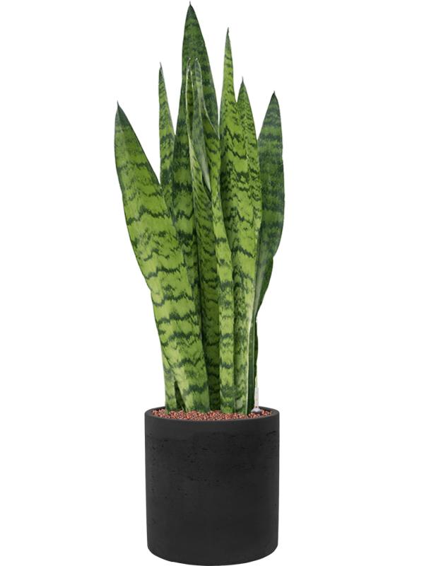 Ansamblu D25xH89cm cu planta naturala Sansevieria zeylanica in ghiveci Rough all inclusive set cu granule decorative