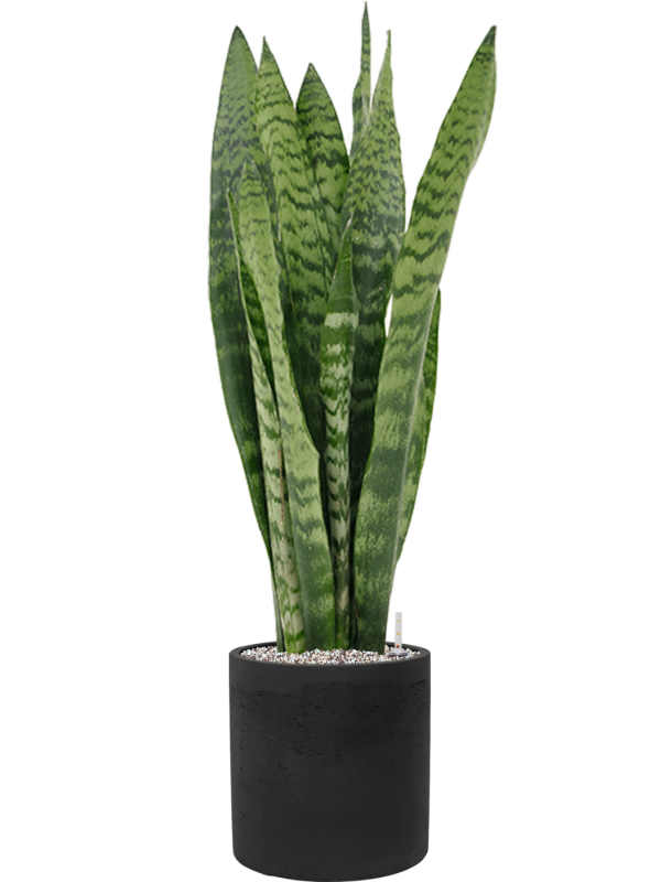 Ansamblu D25xH93cm cu planta naturala Sansevieria zeylanica in ghiveci Rough all inclusive set cu granule decorative