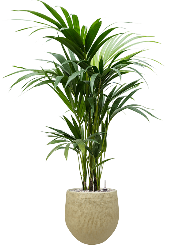 Ansamblu D26xH111cm cu planta naturala Kentia (Howea) forsteriana in ghiveci Ryan all inclusive set cu granule decorative