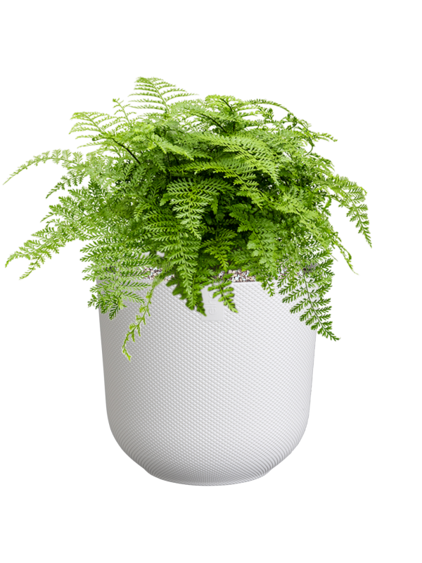 Ansamblu D26xH41cm cu planta naturala Asplenium dimorphum 'Parvati' in ghiveci Jazz all inclusive set cu granule decorative