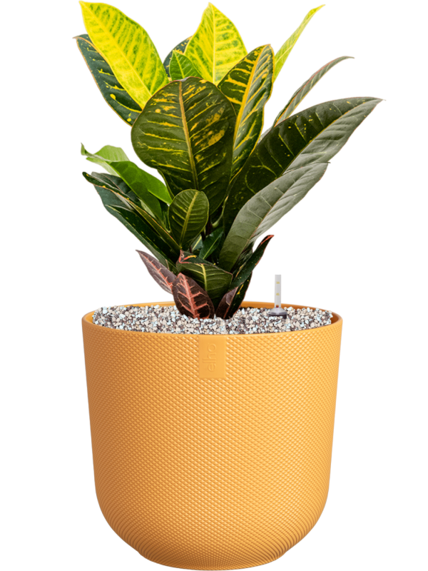 Ansamblu D26xH51cm cu planta naturala Croton (Codiaeum) variegatum 'Petra' in ghiveci Jazz all inclusive set cu granule decorative
