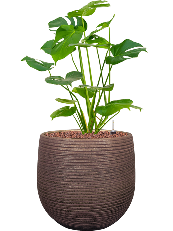Ansamblu D26xH60cm cu planta naturala Monstera deliciosa in ghiveci Lydia all inclusive set cu granule decorative
