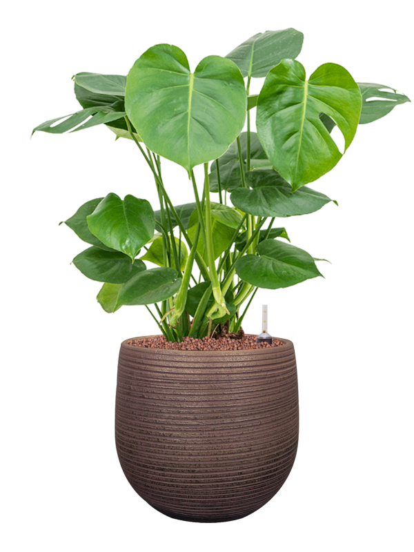 Ansamblu D26xH68cm cu planta naturala Monstera deliciosa in ghiveci Lydia all inclusive set cu granule decorative