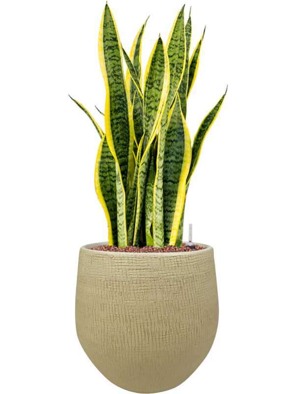Ansamblu D26xH68cm cu planta naturala Sansevieria trifasciata 'Laurentii' in ghiveci Ryan all inclusive set cu granule decorative