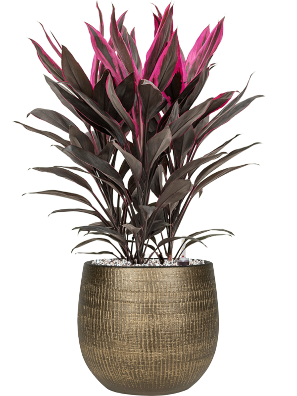 Ansamblu D26xH74cm cu planta naturala Cordyline fruticosa 'Tango' in ghiveci Ryan all inclusive set cu granule decorative