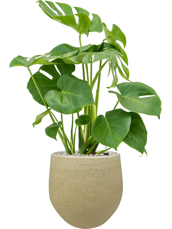 Ansamblu D26xH76cm cu planta naturala Monstera deliciosa in ghiveci Ryan all inclusive set cu granule decorative