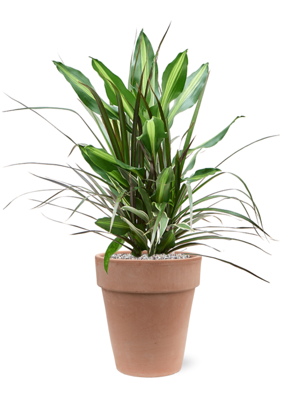 Ansamblu D26xH81cm cu planta naturala Dracaena combo in ghiveci Terra Cotta all inclusive set cu granule decorative