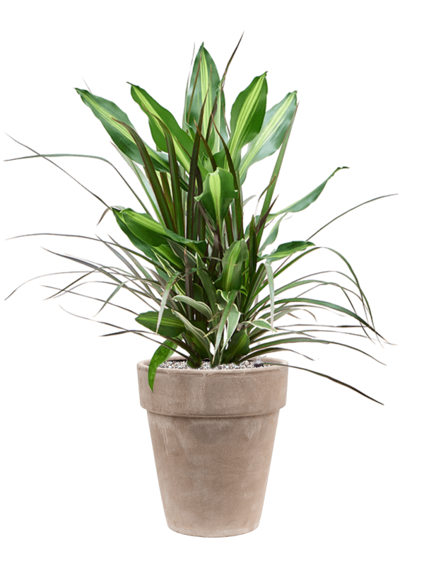 Ansamblu D26xH82cm cu planta naturala Dracaena combo in ghiveci Terra Cotta all inclusive set cu granule decorative