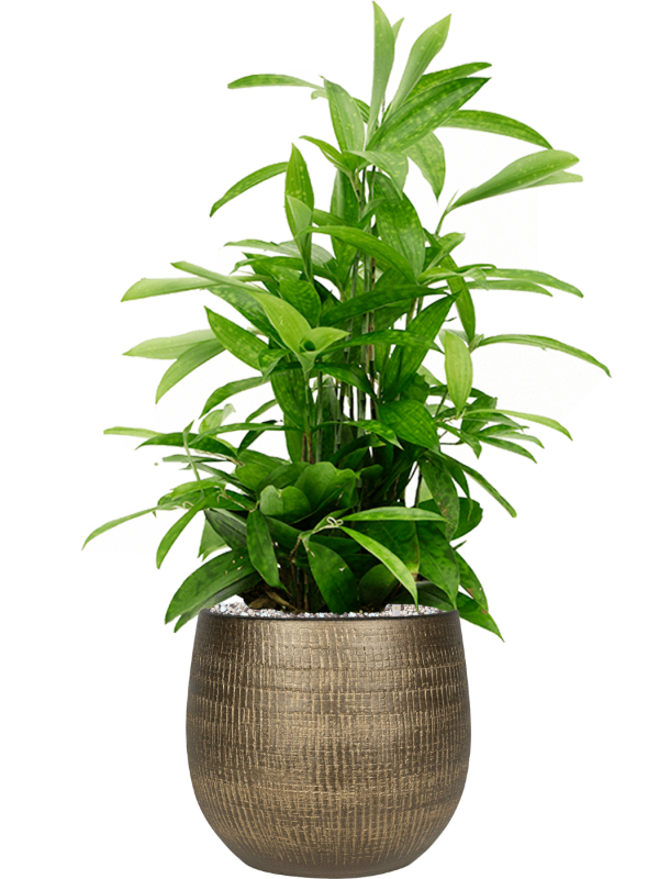 Ansamblu D26xH82cm cu planta naturala Dracaena surculosa in ghiveci Ryan all inclusive set cu granule decorative