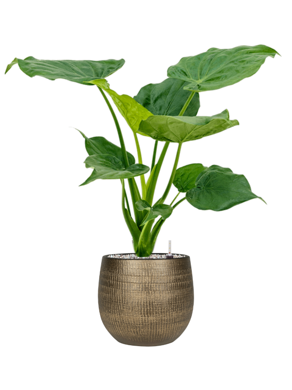 Ansamblu D26xH84cm cu planta naturala Alocasia cucullata in ghiveci Ryan all inclusive set cu granule decorative