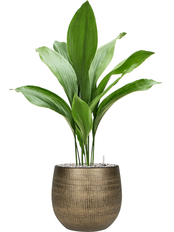 Ansamblu D26xH88cm cu planta naturala Aspidistra elatior in ghiveci Ryan all inclusive set cu granule decorative