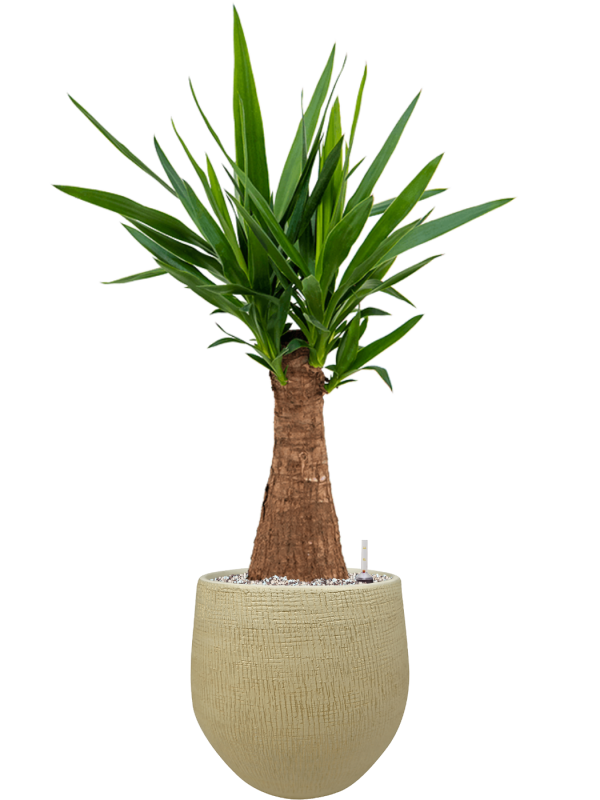 Ansamblu D26xH89cm cu planta naturala Yucca elephantipes in ghiveci Ryan all inclusive set cu granule decorative