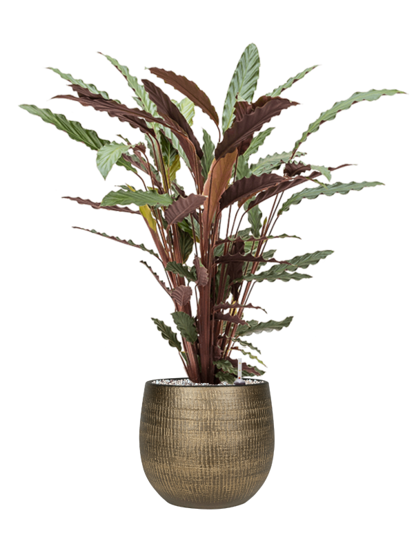 Ansamblu D26xH94cm cu planta naturala Calathea rufibarba 'Wavestar' in ghiveci Ryan all inclusive set cu granule decorative