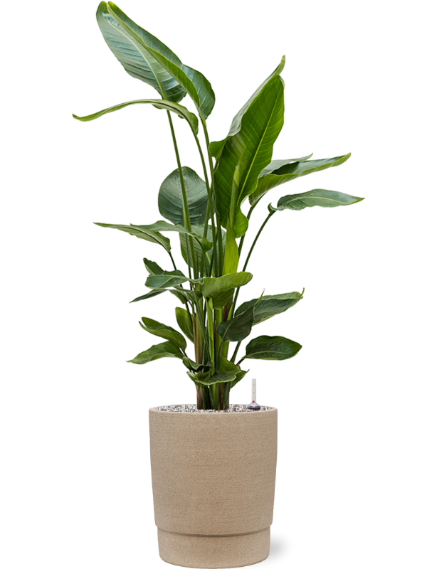 Ansamblu D27.5xH111cm cu planta naturala Strelitzia nicolai in ghiveci Chao all inclusive set cu granule decorative