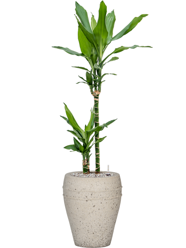 Ansamblu D27xH102cm cu planta naturala Dracaena fragrans 'Burundii' in ghiveci Mediterranean all inclusive set cu granule decorative
