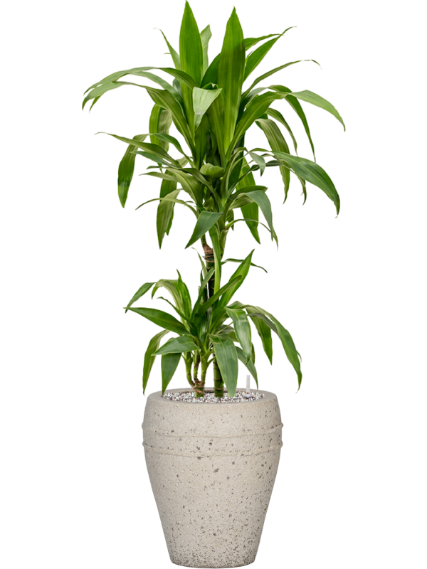 Ansamblu D27xH102cm cu planta naturala Dracaena fragrans 'Janet Craig' in ghiveci Mediterranean all inclusive set cu granule decorative