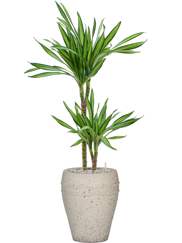 Ansamblu D27xH102cm cu planta naturala Dracaena fragrans 'Riki' in ghiveci Mediterranean all inclusive set cu granule decorative