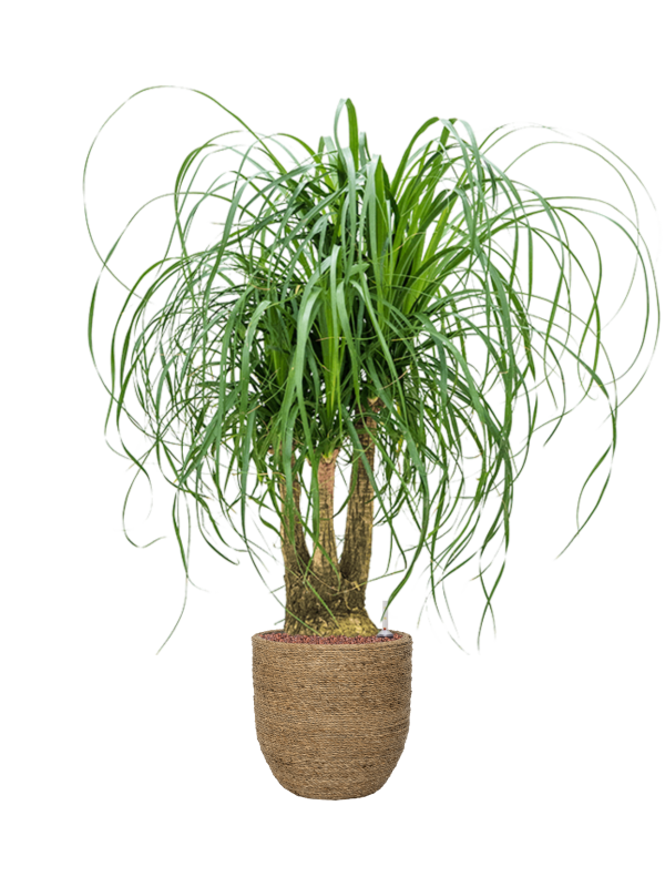 Ansamblu D27xH107cm cu planta naturala Beaucarnea recurvata in ghiveci Bohemian all inclusive set cu granule decorative