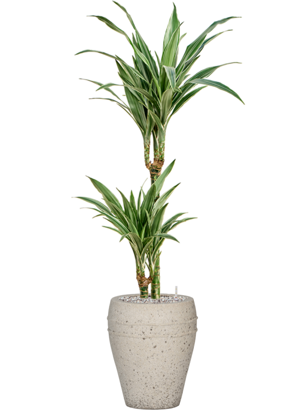 Ansamblu D27xH112cm cu planta naturala Dracaena deremensis 'Warneckei' in ghiveci Mediterranean all inclusive set cu granule decorative