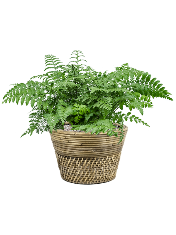 Ansamblu D27xH36cm cu planta naturala Asplenium dimorphum 'Parvati' in ghiveci Drypot Rattan all inclusive set cu granule decorative