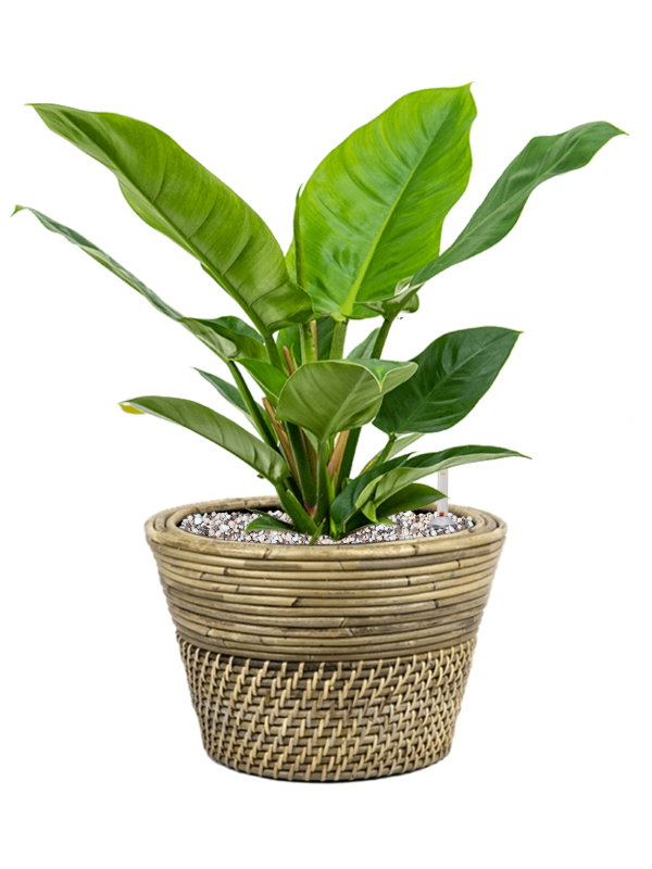 Ansamblu D27xH41cm cu planta naturala Philodendron 'Imperial Green' in ghiveci Drypot Rattan all inclusive set cu granule decorative