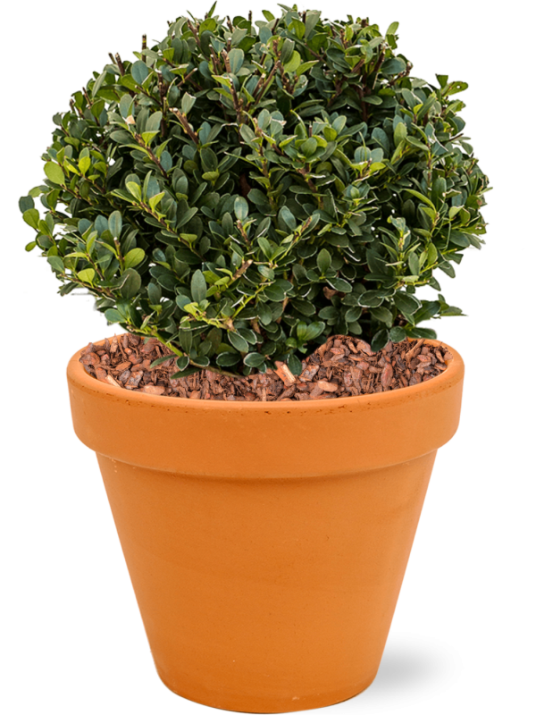 Ansamblu D27xH43cm cu planta naturala Ilex crenata 'Dark Green' in ghiveci Terra Cotta all inclusive set cu granule decorative